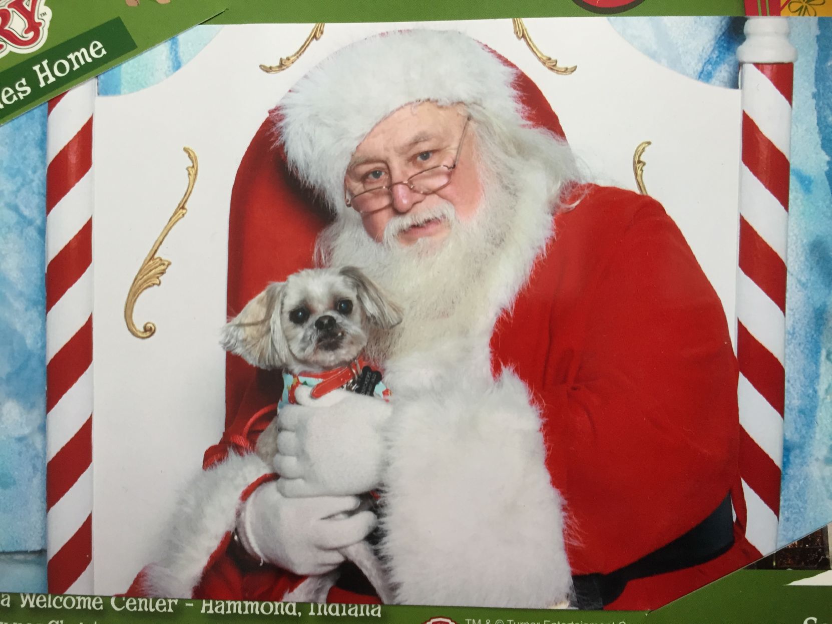Holiday pet photos